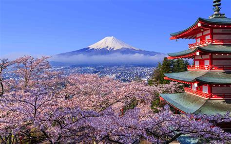 No need to go to Japan to see cherry blossoms. We have those .